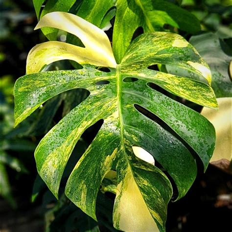 濃黃斑龜背芋|龜背芋品種：大解析龜背芋的種類和特點 – 植物盆栽綠寶典